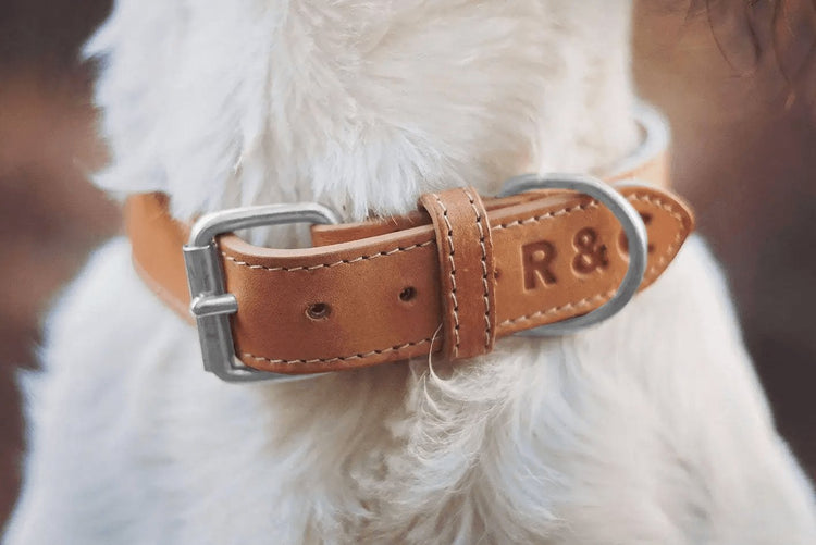 Dog & Cat Collars - Honey & Co