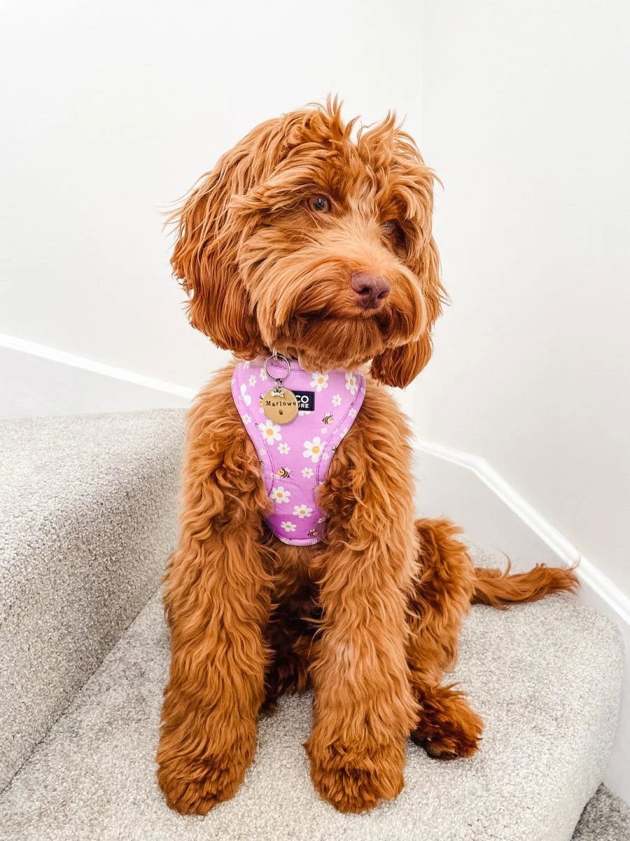 Dog Harnesses - Honey & Co