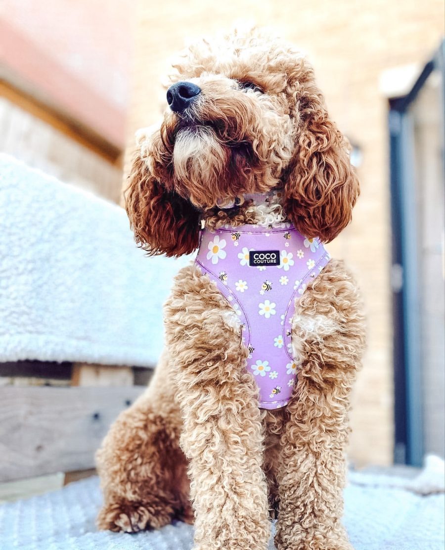 "Cute As Can Be" Adjustable Dog Harness – by Coco Couture-0