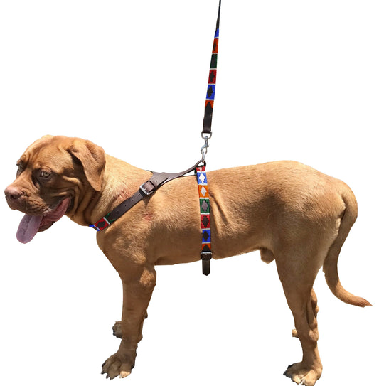 POSADA - Polo Dog Harness & Lead Set-0